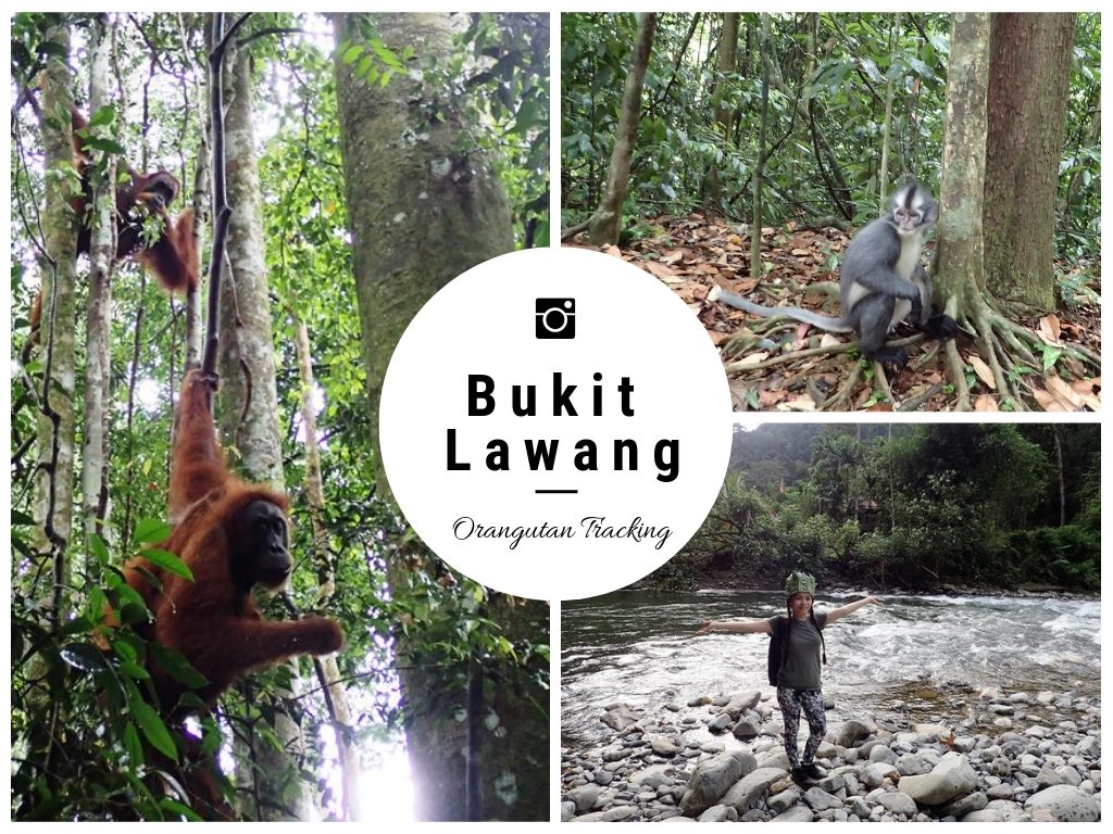 Bukit Lawang Orangutan Tracking and Tubing