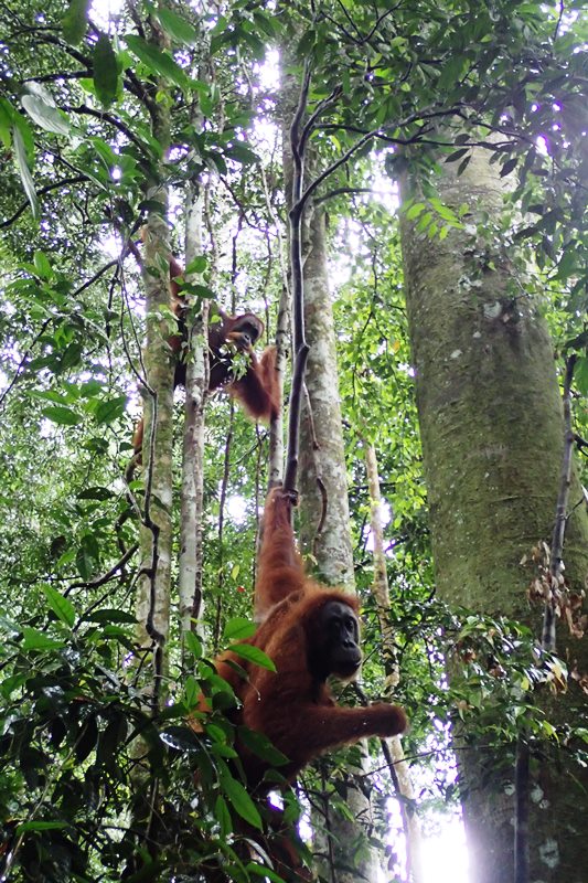 Sumatran Orangutan in Bukit Lawang