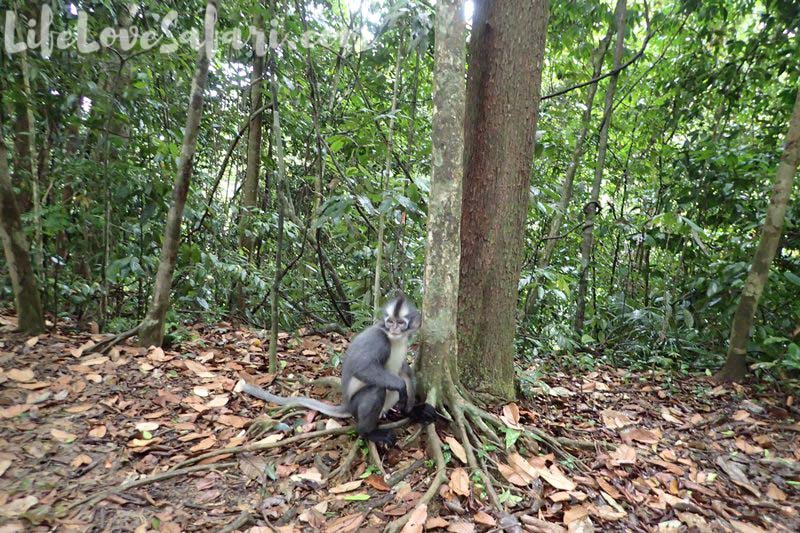 Thomas' Leaf Monkey in Bukit Lawang